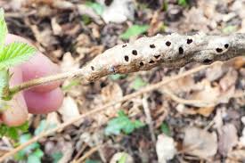 Attēlu rezultāti vaicājumam “Diastrophus rubi”