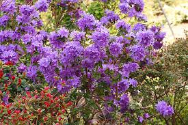 Attēlu rezultāti vaicājumam “Rhododendron sichotense flower”