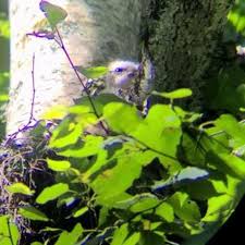 Attēlu rezultāti vaicājumam “Buteo buteo nest”