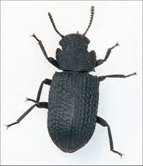 Attēlu rezultāti vaicājumam “Bolitophagus reticulatus”