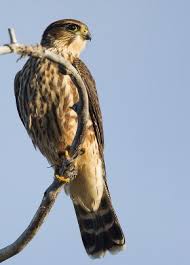 Image result for Falco columbarius