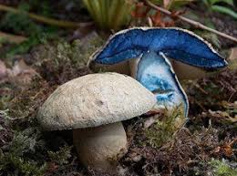 Attēlu rezultāti vaicājumam “Gyroporus cyanescens”