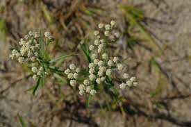 Attēlu rezultāti vaicājumam “Achillea salicifolia flower”