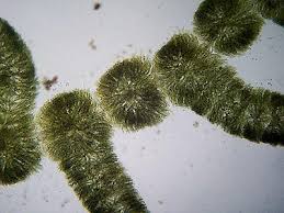 Attēlu rezultāti vaicājumam “Batrachospermum moniliforme”