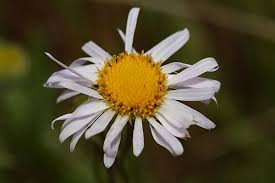 Attēlu rezultāti vaicājumam “Leucanthemum vulgare”