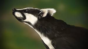 Attēlu rezultāti vaicājumam “Meles meles adult”