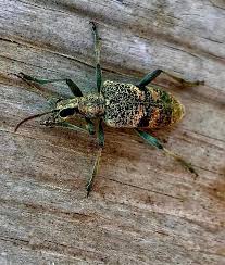 Attēlu rezultāti vaicājumam “Rhagium mordax”