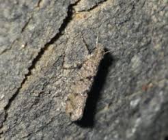 Attēlu rezultāti vaicājumam “Ypsolophidae”