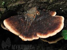 Attēlu rezultāti vaicājumam “Ischnoderma benzoinum”