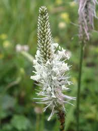 Attēlu rezultāti vaicājumam “Plantago media”