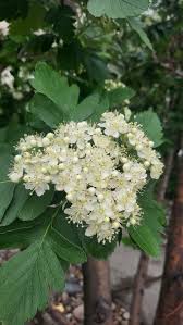 Attēlu rezultāti vaicājumam “Sorbus hybrida”