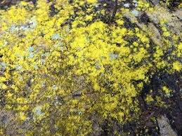 Attēlu rezultāti vaicājumam “Chrysothrix candelaris”