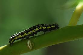 Attēlu rezultāti vaicājumam “Orthosia miniosa imago”