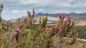Attēlu rezultāti vaicājumam “Ericaceae”