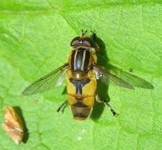 Attēlu rezultāti vaicājumam “Helophilus hybridus”