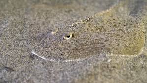 Image result for Raja asterias