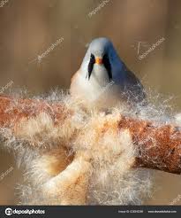 Attēlu rezultāti vaicājumam “Panurus biarmicus male”