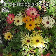 Image result for Mesembryanthemum criniflorum