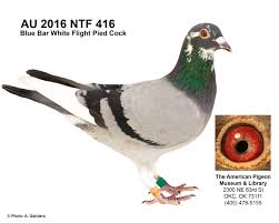 Image result for Abbeyton & Broomfield Racing Pigeons