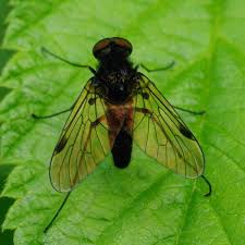 Attēlu rezultāti vaicājumam “Rhagionidae”