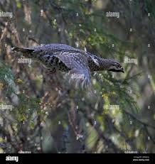 Attēlu rezultāti vaicājumam “Bonasa bonasia eggs”