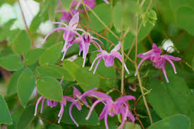 Attēlu rezultāti vaicājumam “Epimedium alpinum”