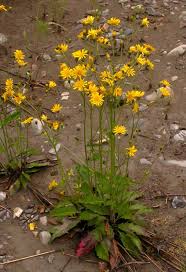 Attēlu rezultāti vaicājumam “Hieracium vulgatum”