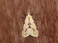 Attēlu rezultāti vaicājumam “Spilosoma sp.”
