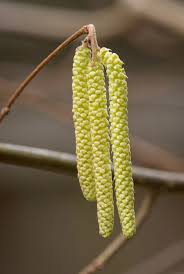 Attēlu rezultāti vaicājumam “Corylus avellana bud”