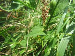 Attēlu rezultāti vaicājumam “Calystegia inflata leaf”