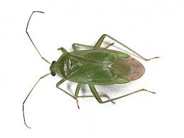 Attēlu rezultāti vaicājumam “Closterotomus biclavatus imago”