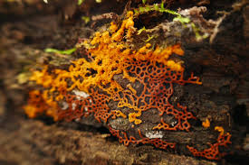 Attēlu rezultāti vaicājumam “Hemitrichia sordivesiculosa”