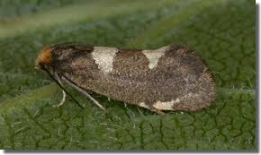 Attēlu rezultāti vaicājumam “Incurvaria oehlmanniella”