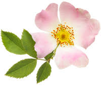 Image result for Rosa canina