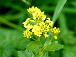 Attēlu rezultāti vaicājumam “Barbarea vulgaris subsp. arcuata”