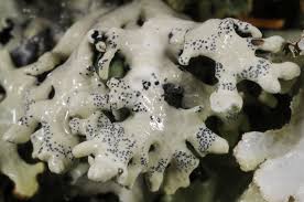 Attēlu rezultāti vaicājumam “Hypogymnia vittata”