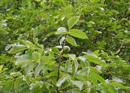 Attēlu rezultāti vaicājumam “Juglans regia leaf”