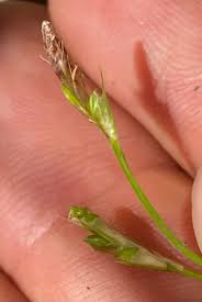Attēlu rezultāti vaicājumam “Carex caryophyllea fruit”