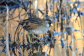 Image result for Porzana carolina