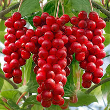 Attēlu rezultāti vaicājumam “Schisandra chinensis”