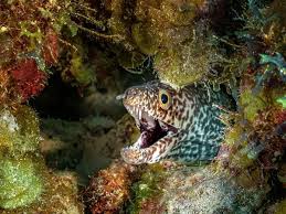 Image result for Gymnothorax moringa