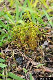 Attēlu rezultāti vaicājumam “Funaria hygrometrica”