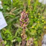 Attēlu rezultāti vaicājumam “Pedicularis sceptrum-carolinum leaf”