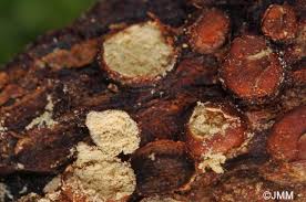 Attēlu rezultāti vaicājumam “Pucciniastrum areolatum”