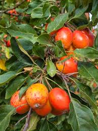 Attēlu rezultāti vaicājumam “Malus sylvestris”