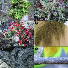 Attēlu rezultāti vaicājumam “Sclerophora coniophaea”