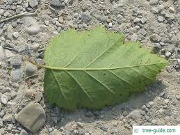 Attēlu rezultāti vaicājumam “Crataegus submollis”