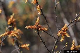 Attēlu rezultāti vaicājumam “Myrica gale fruit”