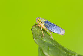 Attēlu rezultāti vaicājumam “Cicadella viridis”