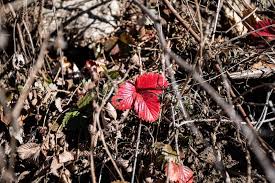 Attēlu rezultāti vaicājumam “Fragaria viridis leaf”